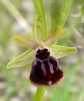 Ophrys passionis